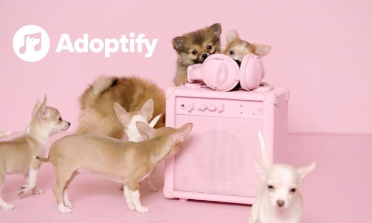 #Adoptify: fogadj örökbe kutyát a zenei ízlése alapján